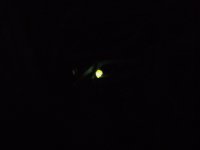 Glow worm 250614.jpg