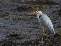 Grey Heron_Girdle Ness_070614a.jpg