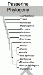 cladogram.gif