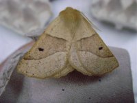 Scalloped Oak.jpg