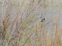 2014.06.25 Spanish Sparrow.JPG