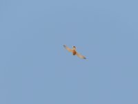 2014.06.25 Lesser Kestrel.JPG