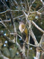 MountainBulbul02.jpg