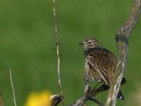 Meadow Pipit_Girdle Ness_190514a.jpg