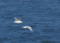 Kittiwake_Sandwich Tern_Girdle Ness_190514a.jpg