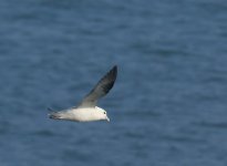 Fulmar_Girdle Ness_190514a.jpg