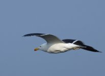 GBB Gull_Girdle Ness_190514a.jpg