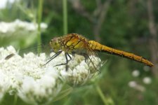 Darter sp.jpg