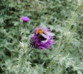 Tree Bumblebee.jpg