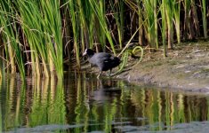 Common Coot.jpg