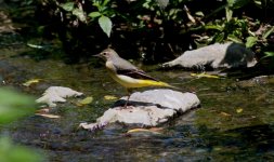 Grey Wagtail.jpg