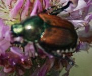 beetle3.jpg
