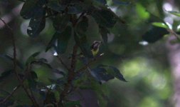 Yellow-bellied Tit.jpg