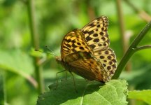 Silver-washed_Fritilary_Grafton_Wood_14.07.14_2_BF.jpg