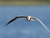 Black-headed Gull (Chroicocephalus ridibundus)_19.jpg