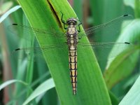 Black-tailed_Skimmer_female_Grimley_14.07.14_BF.jpg