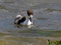 4172Shelduck.jpg