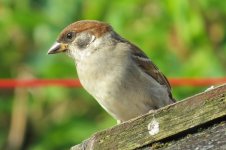Tree Sparrow juvenile.jpg