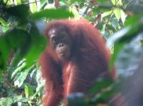IMG_4823 wild orangutan @ Sepilok 2.JPG