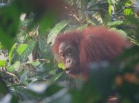 IMG_4832 wild orangutan @ Sepilok 1.JPG