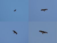 2014.07.15 Golden Eagle.JPG