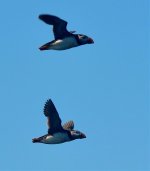 puffins in flight.jpg