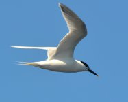 tern sandwich.JPG