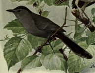 catbird, gray.jpg