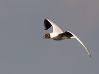 Black-headed_Gull_Chroicocephalus_ridibundus_171.jpg