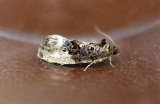 Marbled-Orchard-Tortrix.jpg