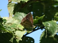 Purple_Hairstreak_Old_Hills_15.07.14_BF1.jpg