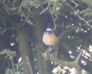 Bird Redstart male 1 16.7.14.jpg