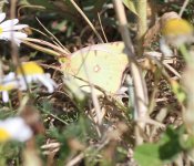 HELICE CLOUDED YELLOW.jpg