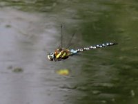 hawker migrant (Medium).JPG