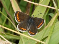 Butterfly 03776.jpg