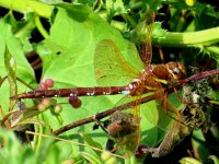 hawker brown (2) (Medium).JPG