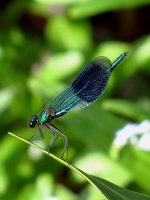 demoiselle banded (10) (Medium).JPG