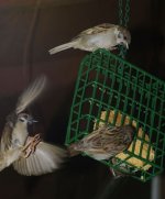 Eurasion Tree Sparrows.jpg
