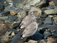 Gull chicks.jpg