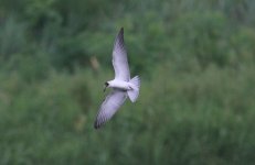 White-winged Tern 2.jpg