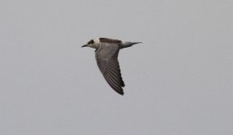 White-winged Tern.jpg