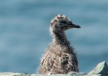 Another gull chick_.jpg