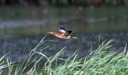 Yellow Bittern.jpg