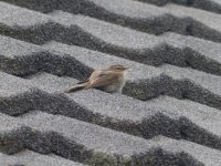 Bird on the roof.jpg