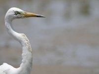 great egret DB GH4 stx95 TLS APO_1030117.jpg