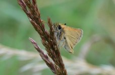 Essex_Skipper_Perry_Wood_16.07.14_1.jpg