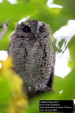 Collared Scops-Owl.jpg