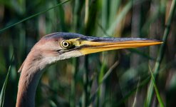 Ardea_purpurea_TMB92combo_24mm_ISO160.JPG