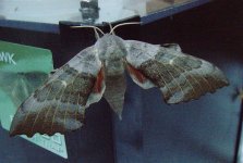 Poplar Hawk Moth.jpg