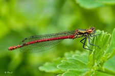 large red damselfly1.jpg